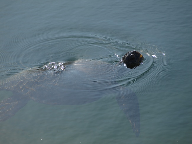 ../../Pictures/050210/060 gruene Meeresschildkroete.JPG